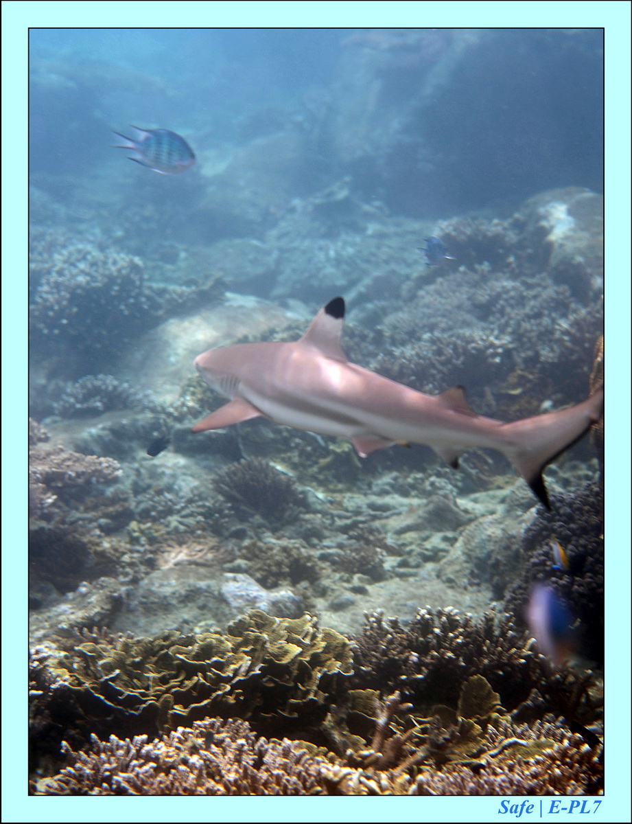 2016 - 07 - Leng Tengah - 048